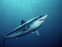 Detalii noi despre tragediile din Egipt. Un rechin a fost văzut în larg cu 15 minute înaintea primului atac