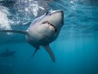 Recomandările egiptenilor pentru turiști, după atacurile rechinilor: Nu purtați parfum și nu aruncați mâncare în apă