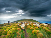 cioban si oi in muntii Parang