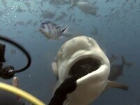 Filmul tragediei româncei ucise de un rechin în Egipt: Trupul victimei a fost recuperat de pe un recif de corali