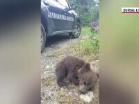 Un pui de urs din Munții Retezat a fost salvat de un turist. Animalul a fost dus la Grădina Zoologică din Hunedoara