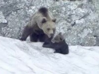 Imagini rare surprinse în Munții Făgăraș. Scena dintre o ursoaică și puiul ei a devenit virală