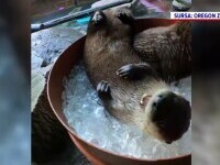 Trei vidre de la o grădină zoologică din SUA s-au răcorit într-o găleată plină cu gheață pe timp de caniculă