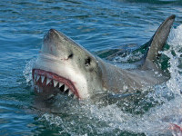 Un bărbat și câinele lui au fost atacați de un rechin în timp ce se aflau pe o placă în mare