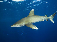 Motivul oficial pentru care cele două turiste, inclusiv o româncă, au fost ucise de rechin în Egipt