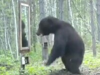 Un urs grizzly s-a văzut pentru prima oară într-o oglindă. Ce a urmat întrece orice închipuire
