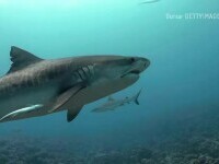Care sunt speciile de rechin din locațiile frecventate de turiștii români. Măsurile elementare de siguranță în apă