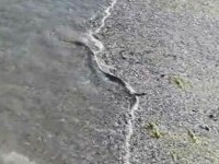 Șarpe filmat pe plaja din Saturn. Reptila a ieșit din mare și s-a târât pe nisip |VIDEO
