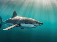 Primul incident în ultimii 175 de ani. O femeie ar fi fost atacată de un rechin în largul coastei Marii Britanii
