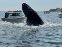 Momentul în care o balenă lovește în plin o barcă: 