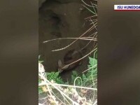 O vulpe căzută în fântână, salvată de pompieri la Orăștie