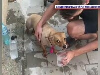 Scene incredibile: Turiștii din Eforie au salvat un câine lăsat într-o mașină, în caniculă