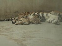Premieră în România. Doi pui de tigru siberian s-au născut la Grădina Zoologică din Oradea