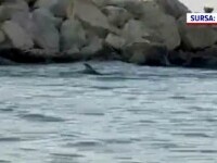 Un delfin a făcut spectacol pentru turiști, pe o plajă din Mamaia