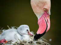 pui flamingo