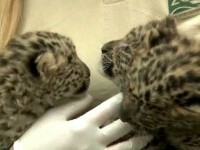 Trei pui de leopard, vedetele unei grădini zoologice din Ungaria. Cine sunt părinții