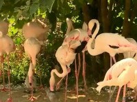 flamingo budapesta