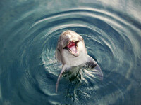 Delfinii „stresați” au atacat un grup de înotători. Sunt patru victime, cu mușcături și coaste rupte