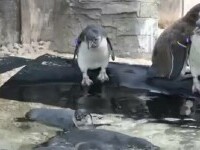 pinguini londra