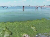 alge litoral