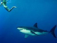 Atac rechin