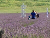 lavanda