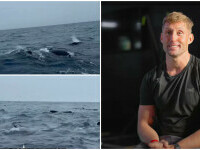 barbat inconjurat de balene pe Oceanul Atlantic