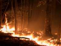 incendii de vegetaţie