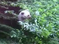 Ce spun activiștii despre ursoaica din Italia care a rănit un turist și ar putea ajunge în România: „Este foarte bătrână”