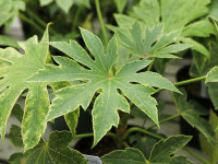 Fatsia japonica