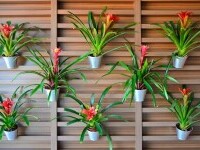 Guzmania