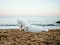 câini pe plajă