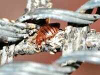 (P) Ploșnițele de pat îți fac probleme? Descoperă cea mai eficientă metodă naturală de a scăpa de insecte și ouăle acestora