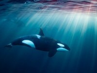 20 de ani de studii și o concluzie. De ce balenele ucigașe oferă de mâncare oamenilor