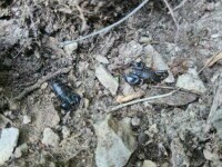 scorpioni carpatini