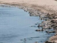 Miros insuportabil în Mamaia. Alge putrezite se întind pe sute de metri. Oamenii intră cu greu în apă