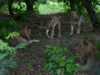 Un leu ținut ca animal de companie a scăpat din casă și a atacat o femeie și doi copii, în Pakistan. Ce a urmat