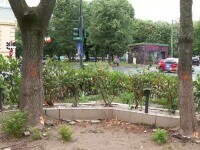 „O minte bolnavă”. Copaci găuriți și uscați intenționat, în Arad. Administrația locală va depune plângere la Poliție