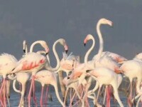 O colonie imensă de flamingo a invadat Delta Pad și a distrus plantațiile. Fermierii cer soluții urgente