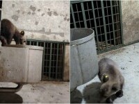 Primele imagini cu puiul ursoaicei împușcate, în noul lui cămin: „După 7 zile de frică, strigând după mama lui ucisă” | FOTO
