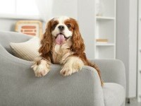 Cavalier King Charles Spaniel