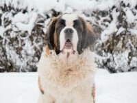 Saint Bernard