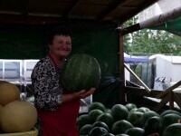 Tradiția pepenilor din Dăbuleni a început să apună. Suprafețele cultivate s-au redus la jumătate