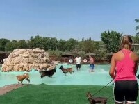 piscina caini