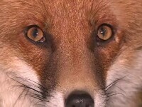 vulpe