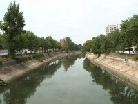 alge dambovita
