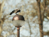 pasare, cioara, parc