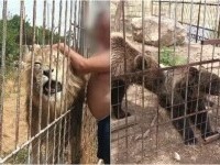 gradina zoo dambovita