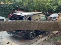 Furtuna violentă din București a doborât 359 de copaci. Aveau rădăcinile compromise, sufocate de asfalt, spun specialiștii