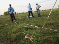 Șobolanii eroi din Cambodgia. Rozătoarele sunt antrenate pentru depistarea minelor terestre